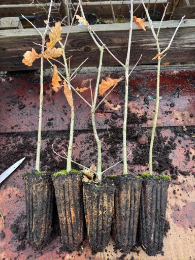 Cell grown English Oak