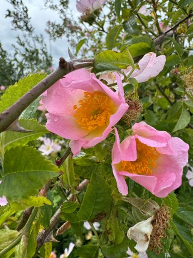 Dog Rose